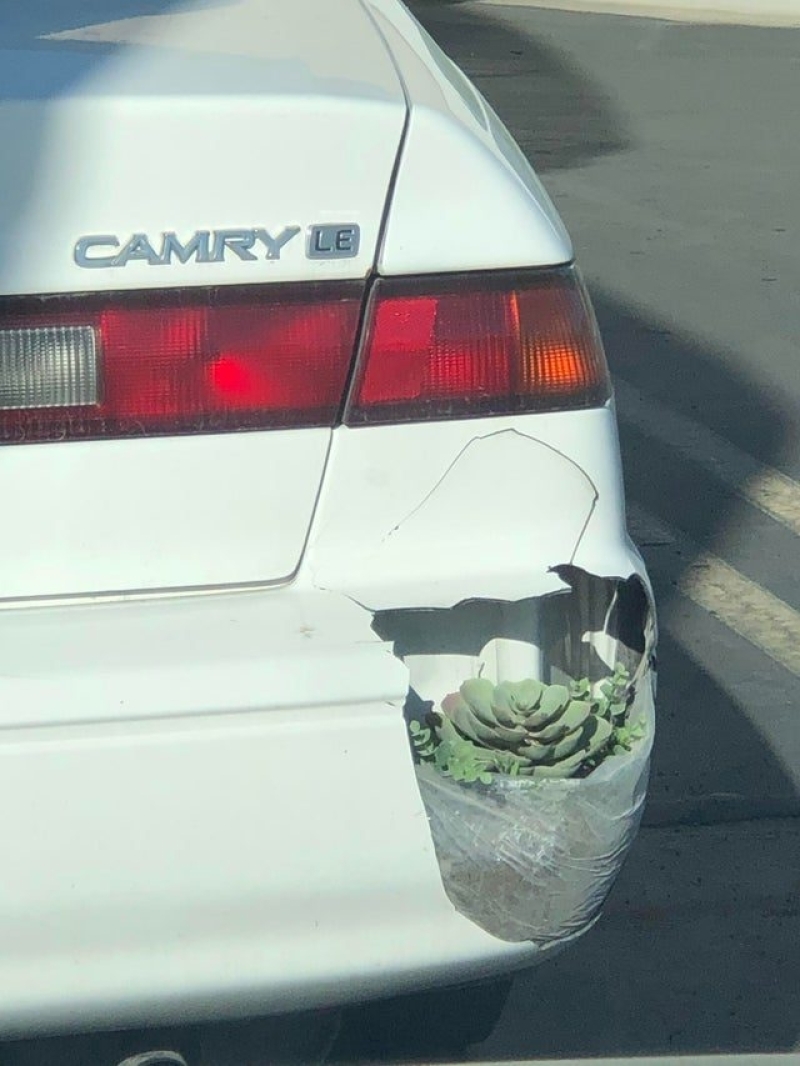 Bumberplant