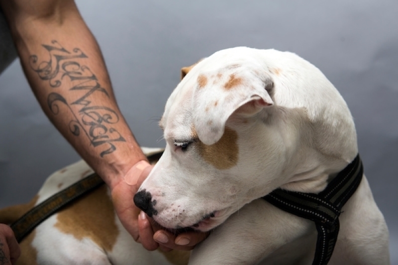 Lastige Hond Zoekt Bajesklant