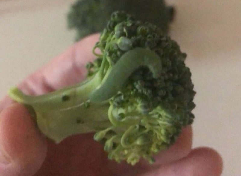 Rupsenliefde Bijgesneden