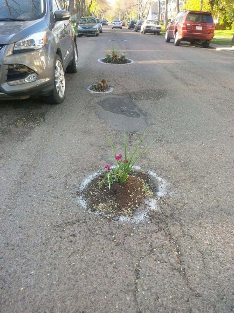 Planting Flowers In Potholes 8