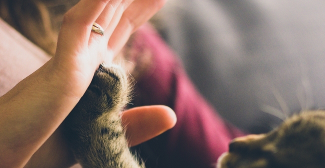 Katten In De Kerstboom Kleiner