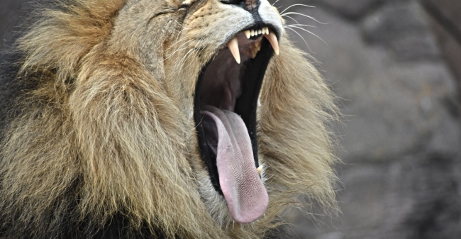 Meneer De  Leeuw Kleiner