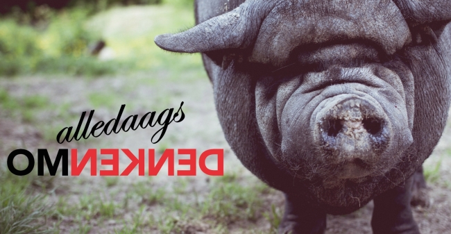 Alledaags Omdenken Zwijnenstal Website