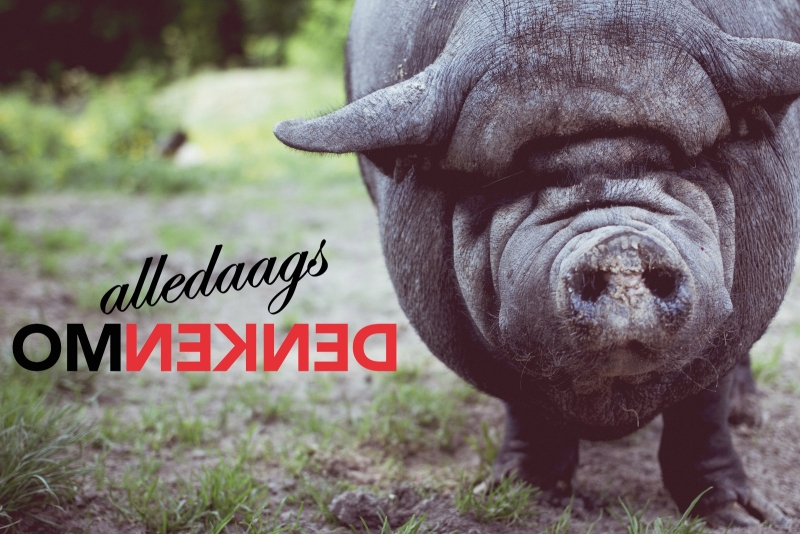 Alledaags Omdenken Zwijnenstal Website