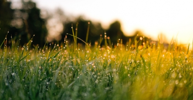 Meedenker  Hooikoorts 2 Kleiner