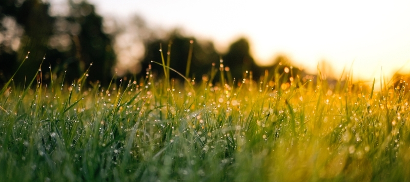 Meedenker  Hooikoorts 2 Kleiner