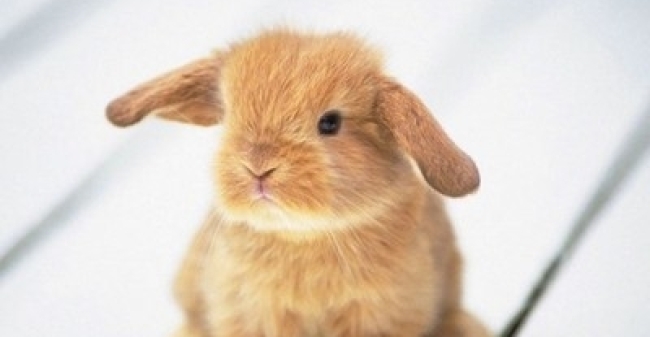 Konijnen Bij De Bouwmarkt