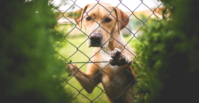 Omscholing Voor Honden Klein