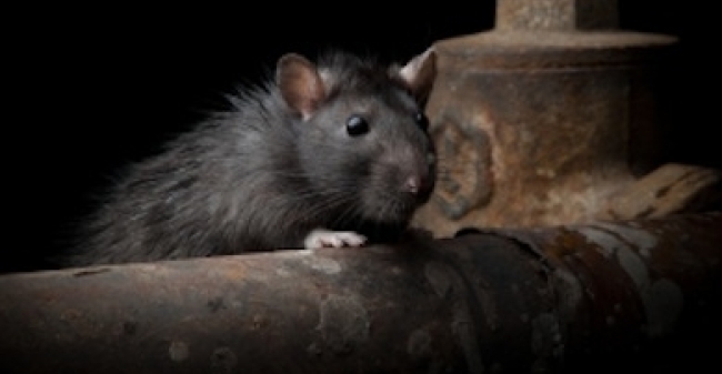 Vastdenken Met Een Staartje1