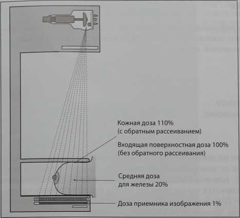 Снимки МРТ и КТ. Рентгенологическое исследование