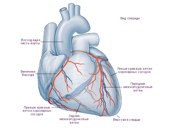 КТ коронарография