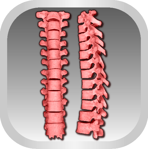 МРТ грудного отдела позвоночника