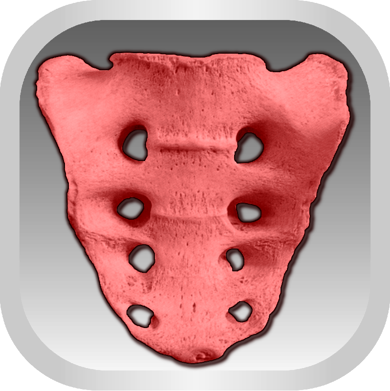 МРТ крестцового отдела