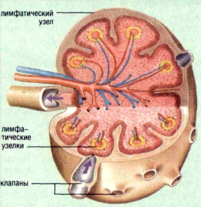Снимки МРТ и КТ. Нормальные показатели лимфатических узлов
