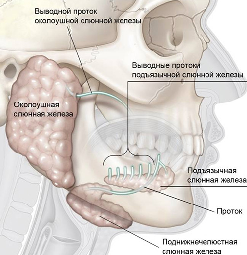 Снимки МРТ и КТ. Варианты развития слюнных желез