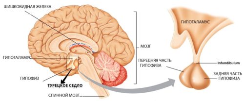 Турецкое седло, гипофиз, строение