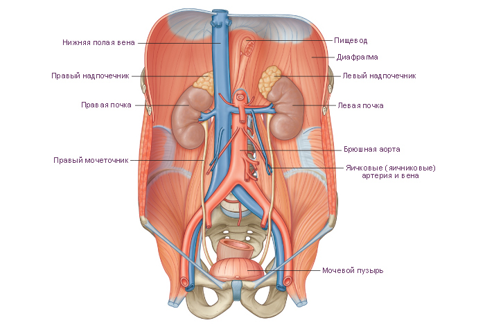 Томография брюшной полости и забрюшинного пространства, органы и системы
