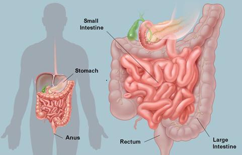 Строение желудочно-кишечного тракта, МР томография