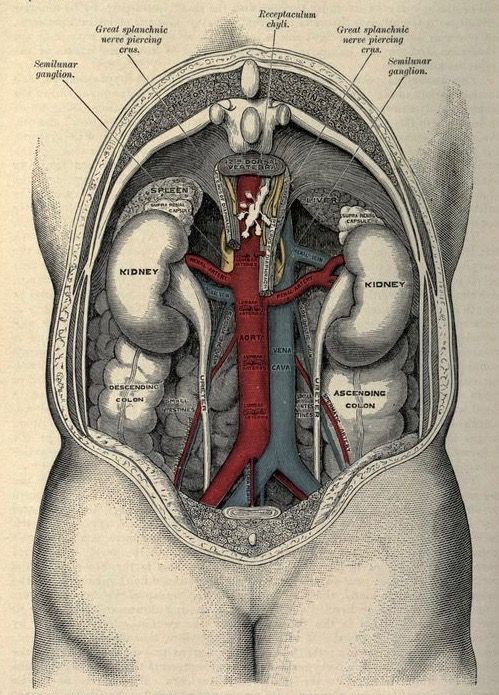 МРТ сосудов брюшной полости