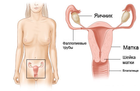 Строение половой системы у женщин, МРТ матки и яичников