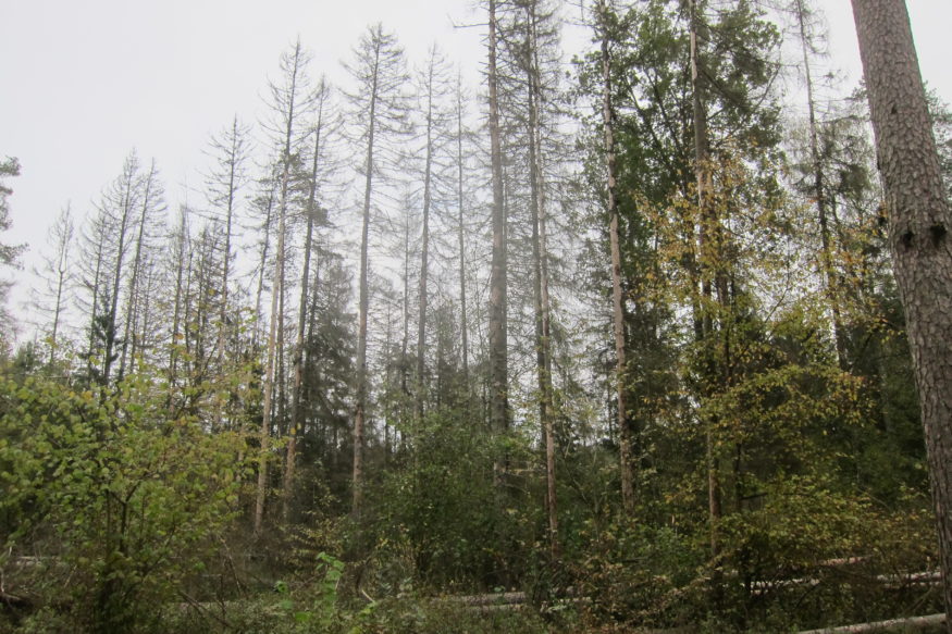 Bialowieza letterzetterschade