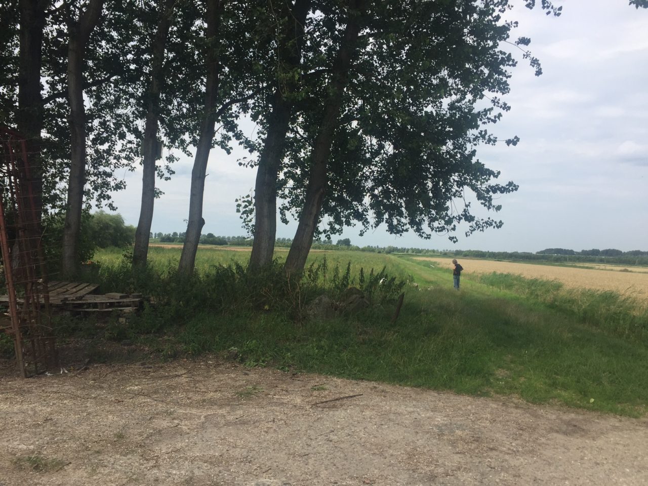 Trijntje en haar honden op het veld in de Lutkemeerpolder achter de boerderij Boterbloem