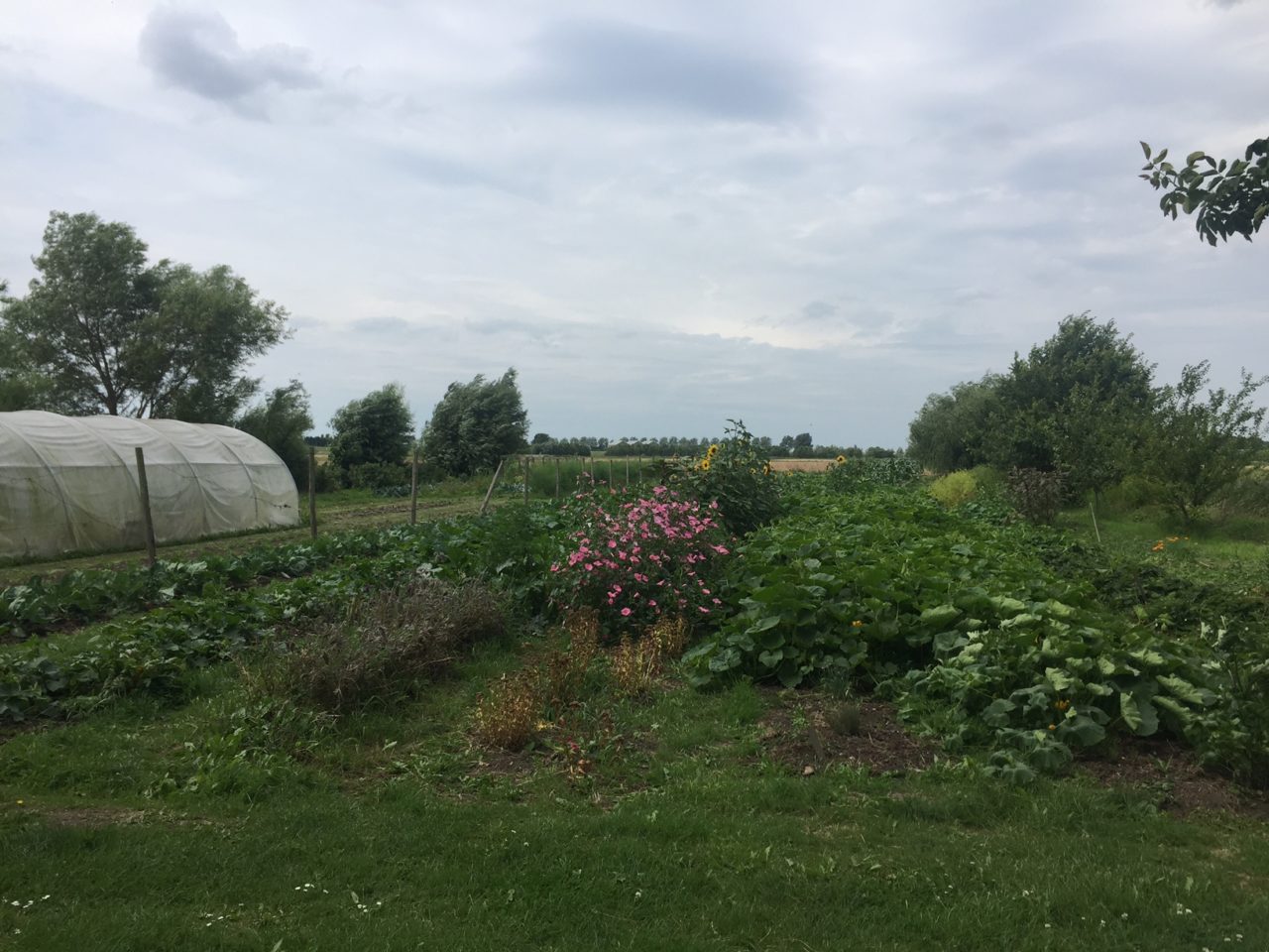 Akkers van bioboerderij de Boterbloem