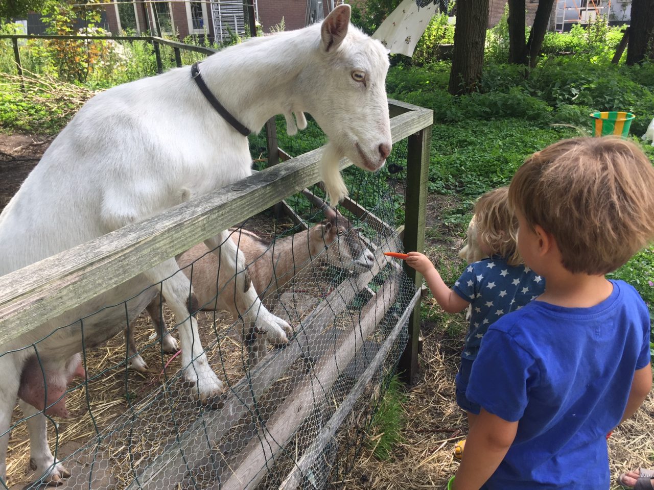 geiten van bioboerderij de Boterbloem