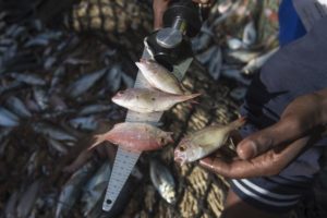 Joint Fisheries Surveillance in Senegal