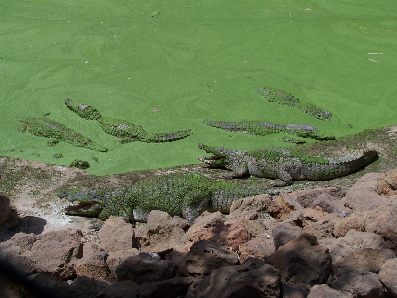 KachikallyCrocs