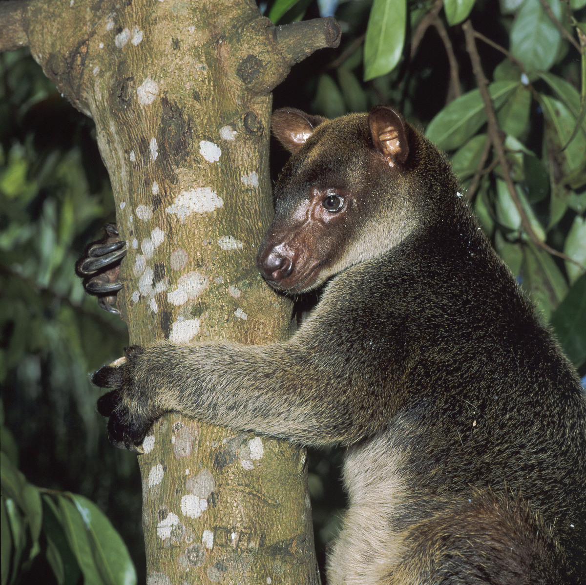 Tree Kangaroo