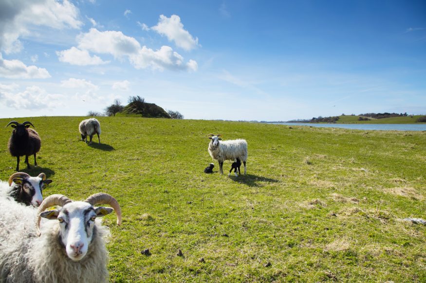 Samso-schapen1