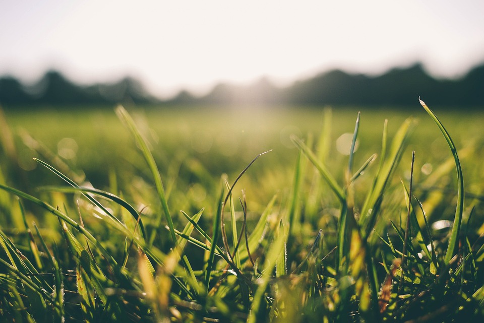 grass-916407_960_7201