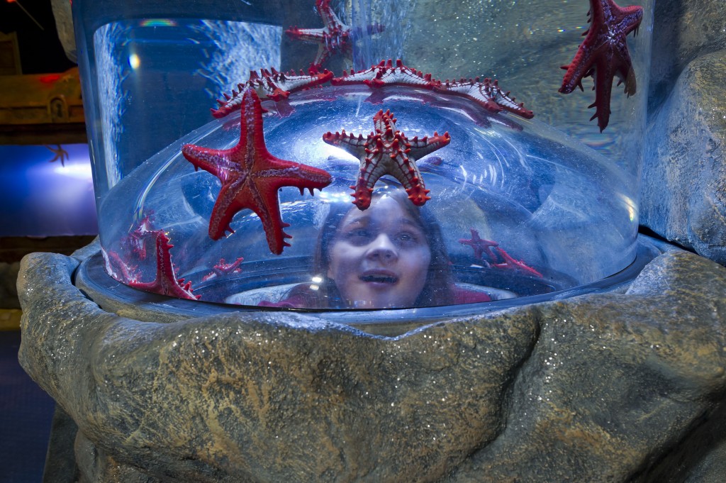 KEY IMAGE 2 - Red Knobbed Starfish