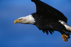 Bald Eagle Flying