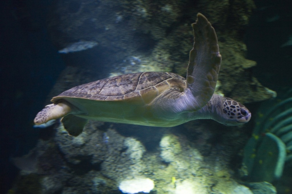 Turtle at SEA LIFE London Aquarium