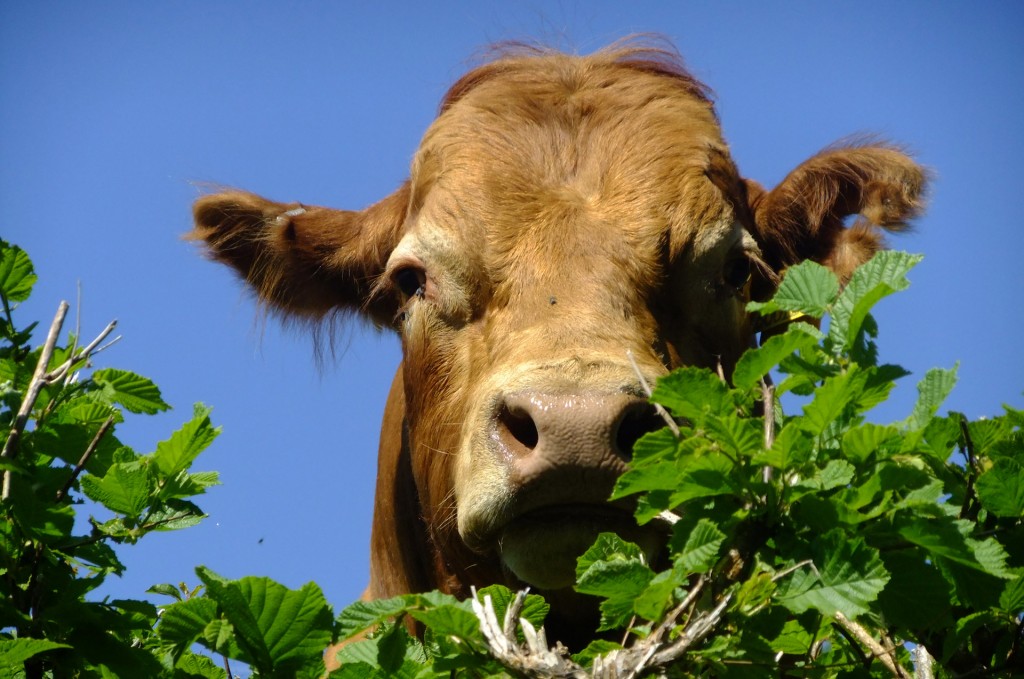 cow