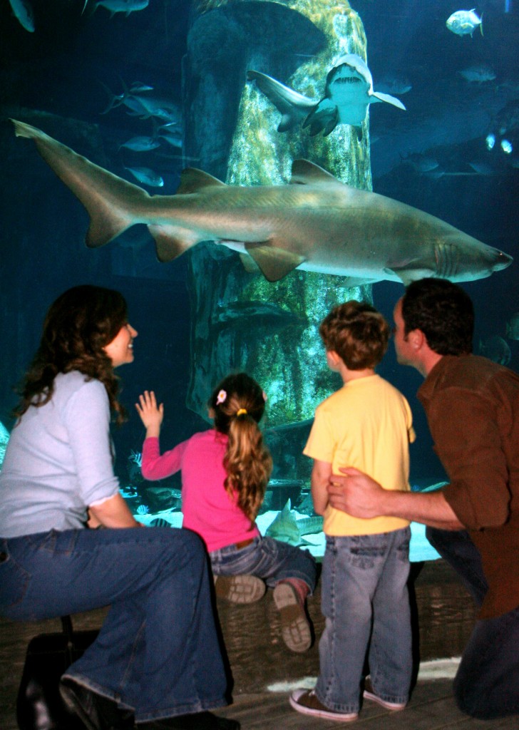 familyatsharkwindow2