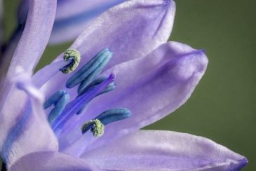 Bluebell
