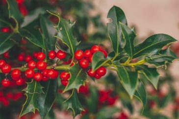 Holly