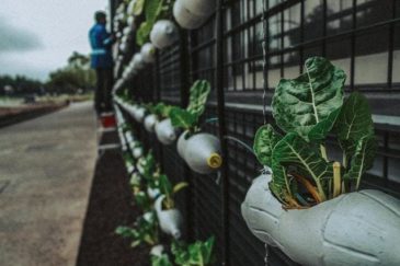 Vertical garden