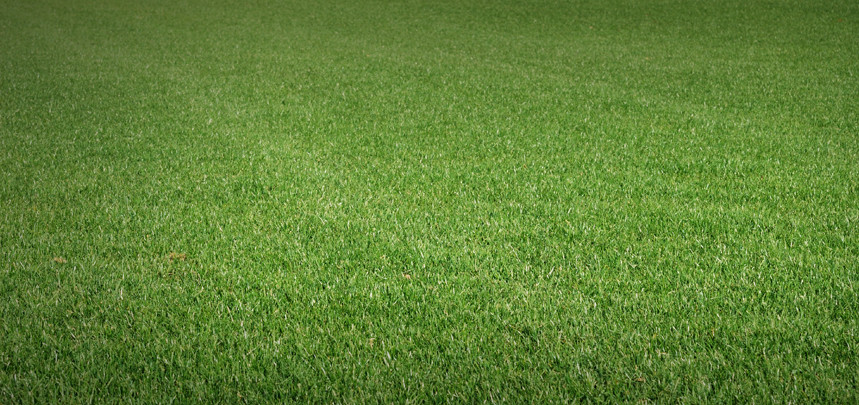 Greenest Turf Mixture