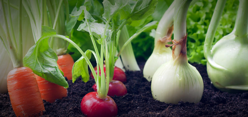 Growing Vegetables In Flower Beds