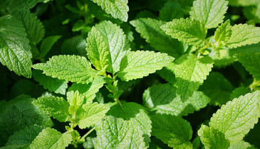 Mint