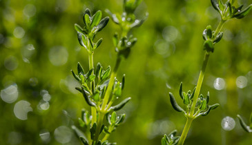 Thyme
