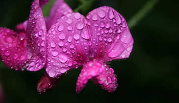 Sweet Pea