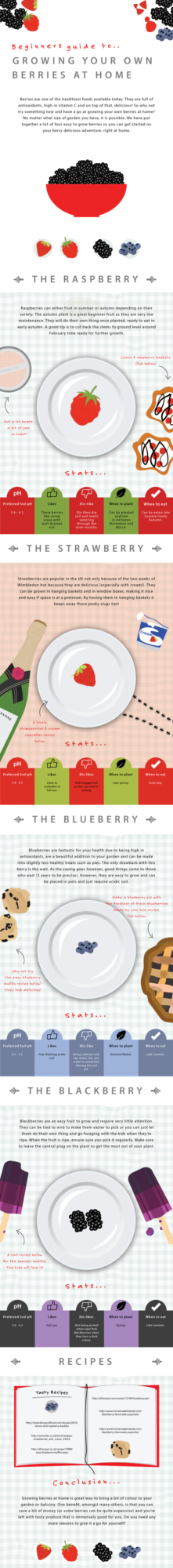 Beginners Guide To Growing Berries