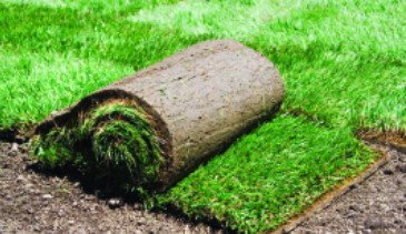 Cheapest Turf Prices