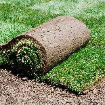 Info Northwest Turf Image Replacement 01