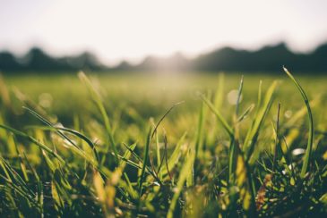 Grass